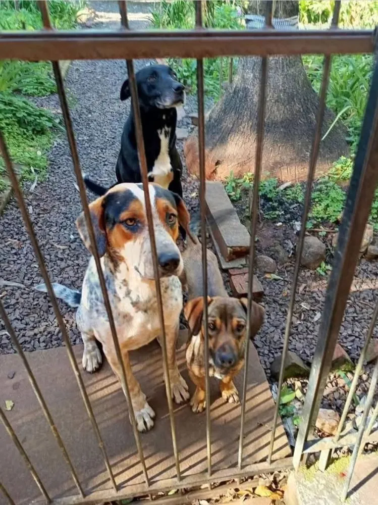 Suspeita de envenenamento de cães causa revolta no interior de Horizontina